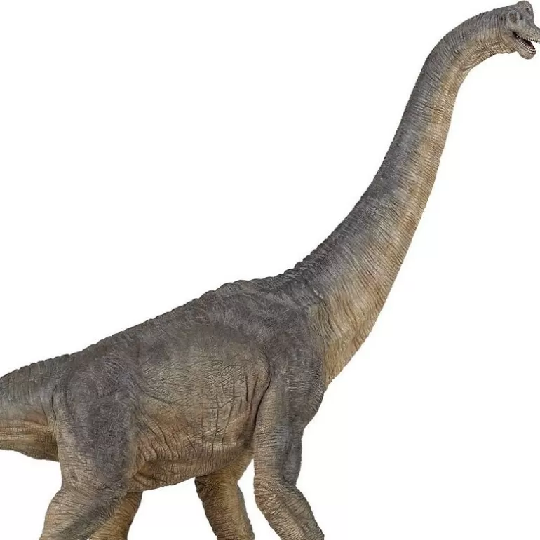 Papo Figurines Papo<Brachiosaure 55030