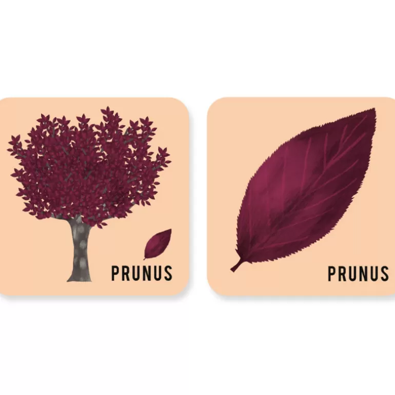 PIROUETTE Cacahouète Jeux Pirouette Cacahouète<Jeu De Memory 'L'Arbre Et Sa Feuille'